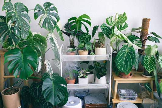 Current Plant Trends: What's growing in?