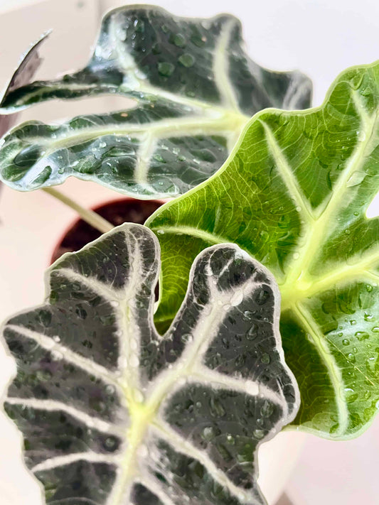 Elephant's Ear (Alocasia 'Amazonica')