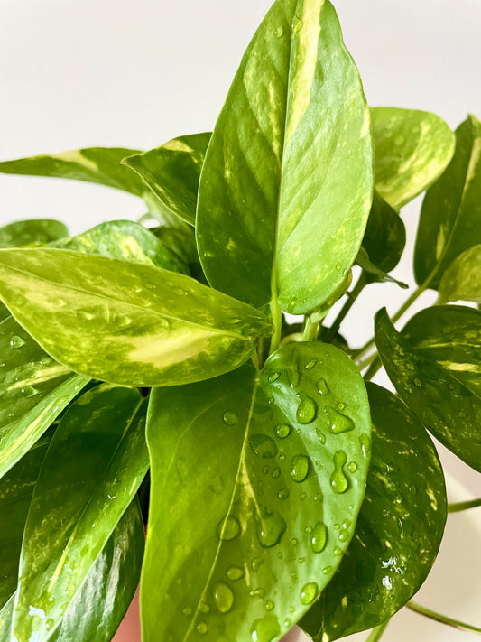 Golden Pothos (Epipremnum aureum)