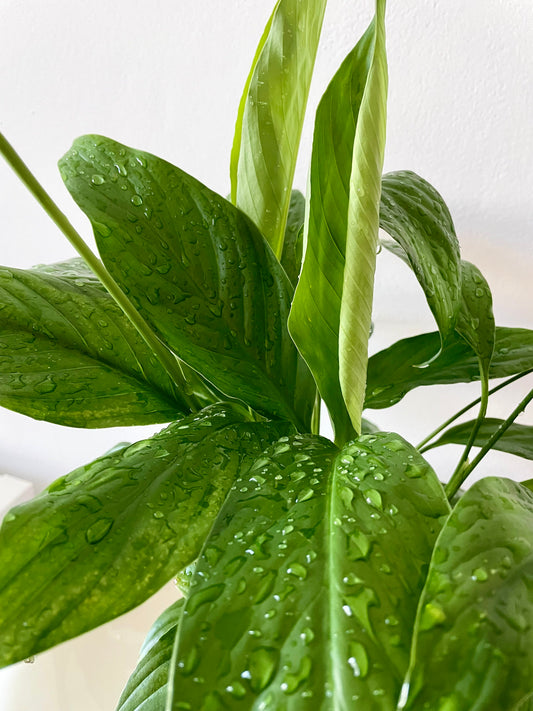 Peace lilies (Spathiphyllum)