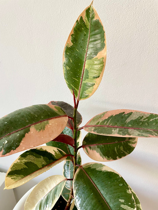 Rubber Plant (Ficus elastica 'Ruby')