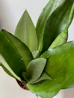 Snake plant (Sansevieria 'Moonshine')