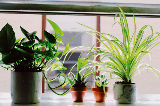 🌿 The 5 Ultimate Easy-to-Care-For Indoor Plants (Even If You’re “Not a Plant Person”)