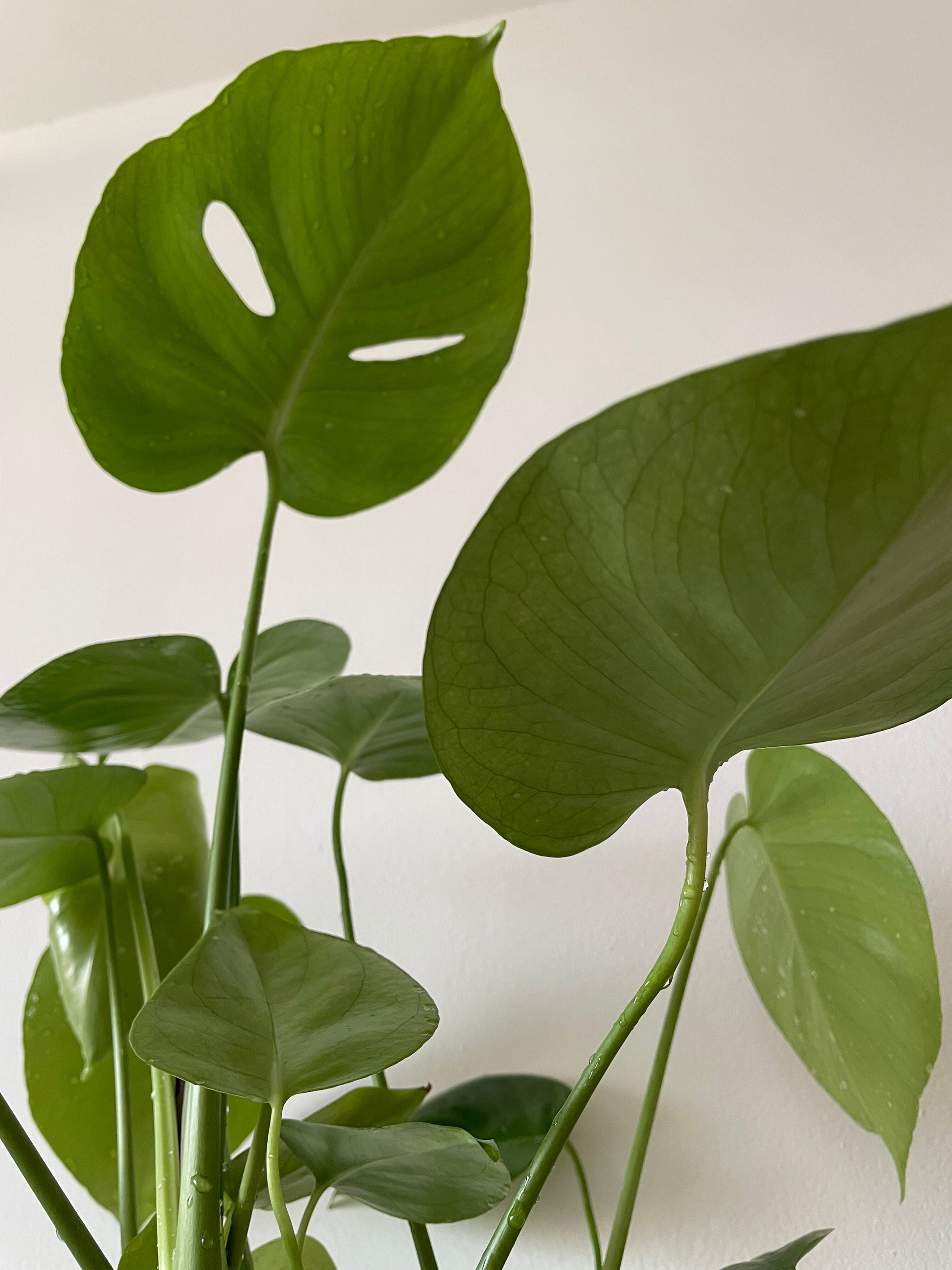 monstera deliciosa jungle Monstera deliciosa – Jungle and Bloom