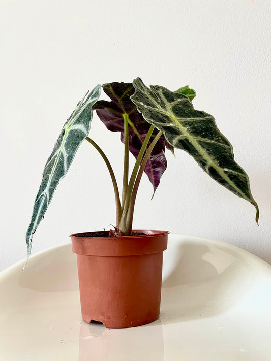 Elephant's Ear (Alocasia 'Amazonica')