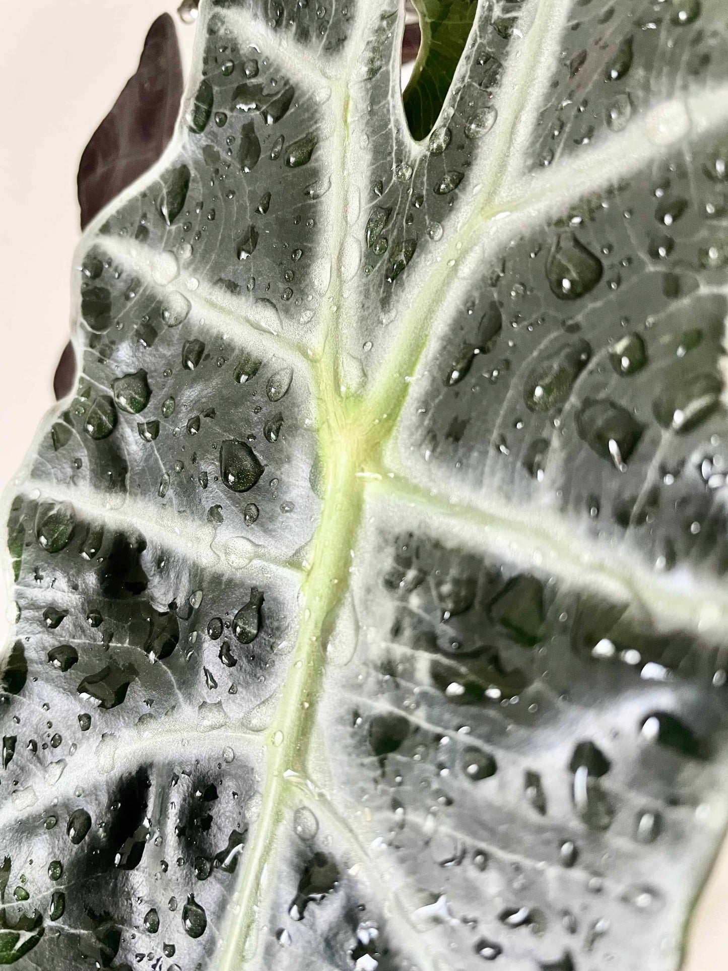 Elephant's Ear (Alocasia 'Amazonica')