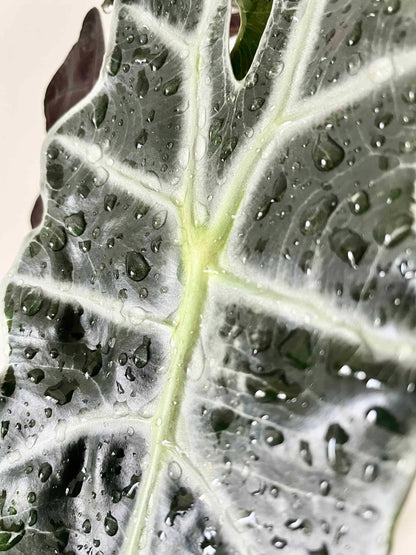 Elephant's Ear (Alocasia 'Amazonica')