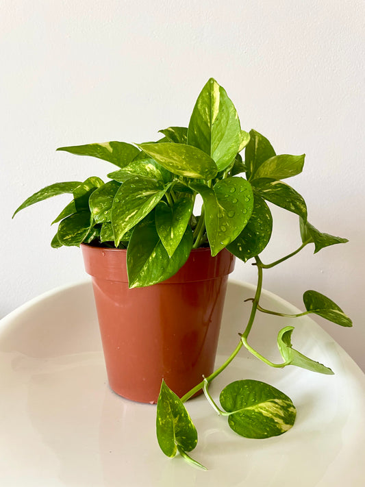 Golden Pothos (Epipremnum aureum)