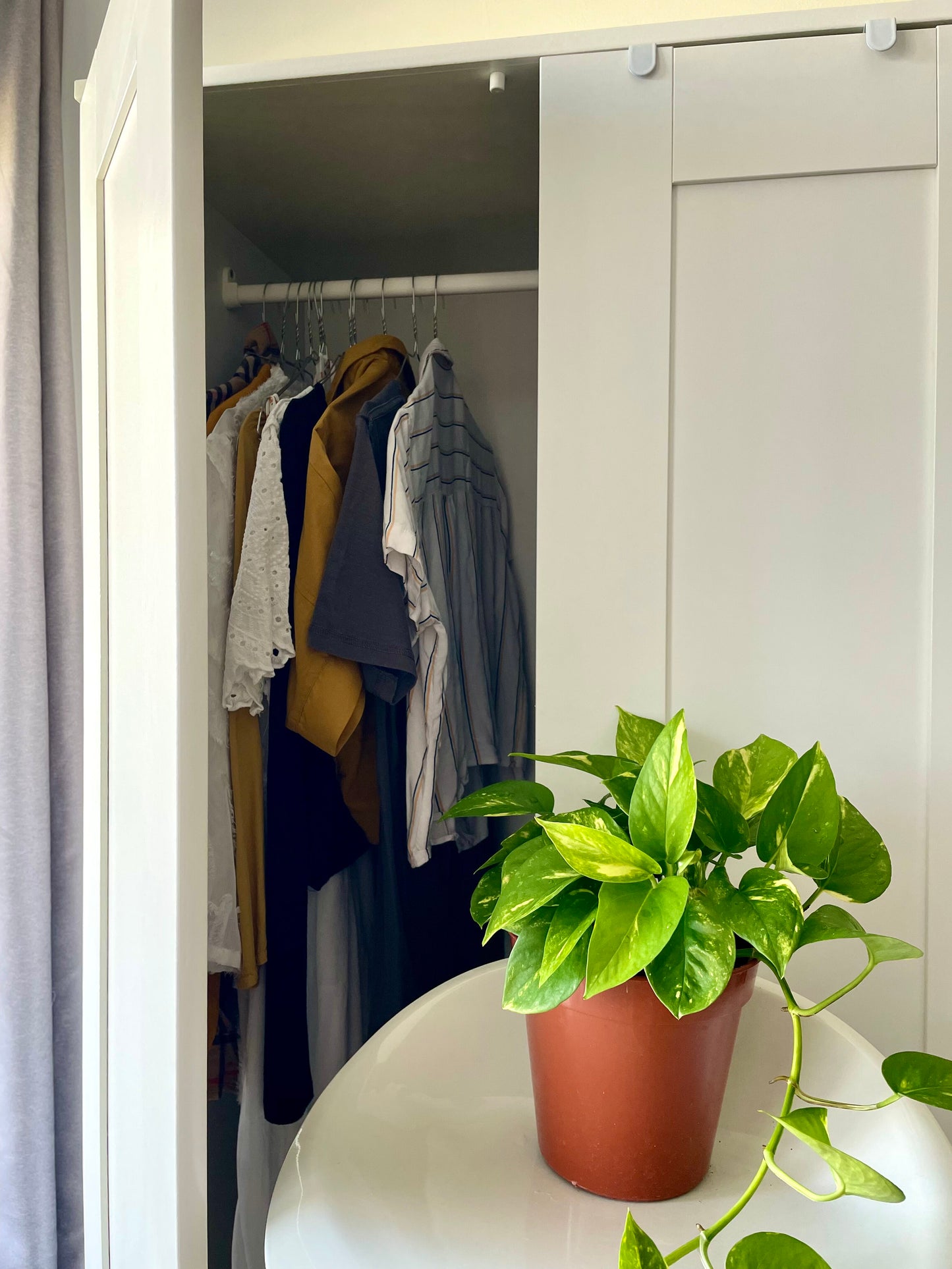 Golden Pothos (Epipremnum aureum)