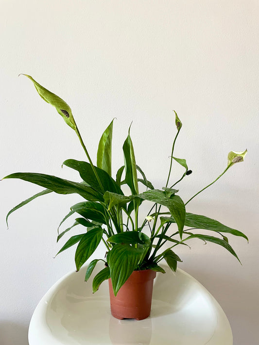 Peace lilies (Spathiphyllum)