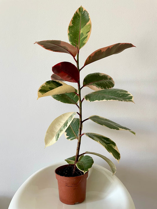 Rubber Plant (Ficus elastica 'Ruby')