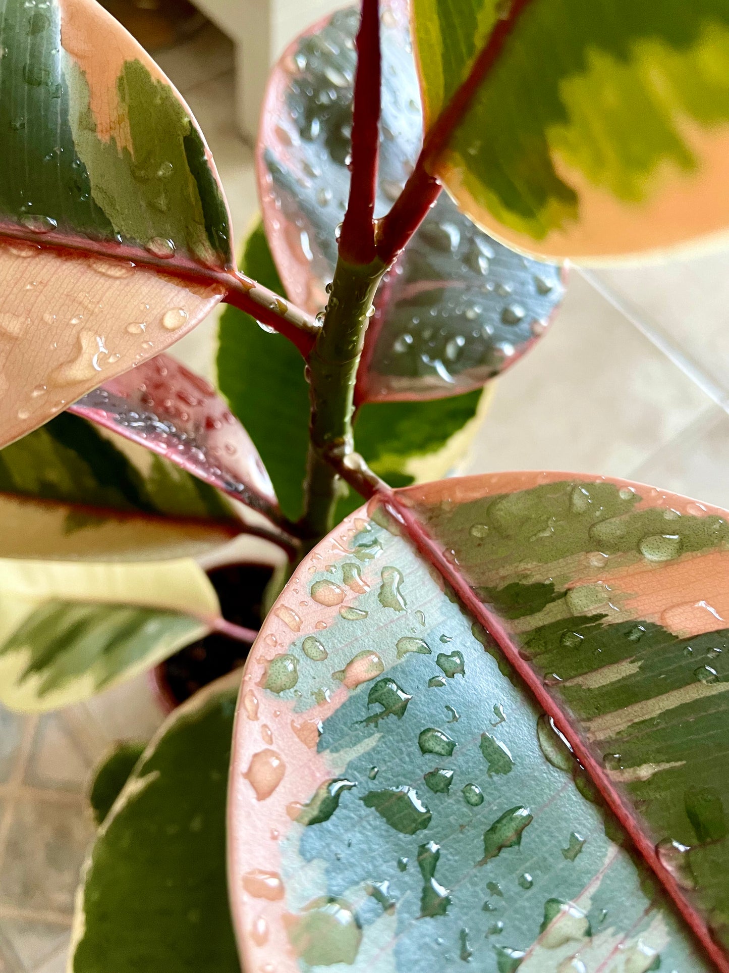 Rubber Plant (Ficus elastica 'Ruby')