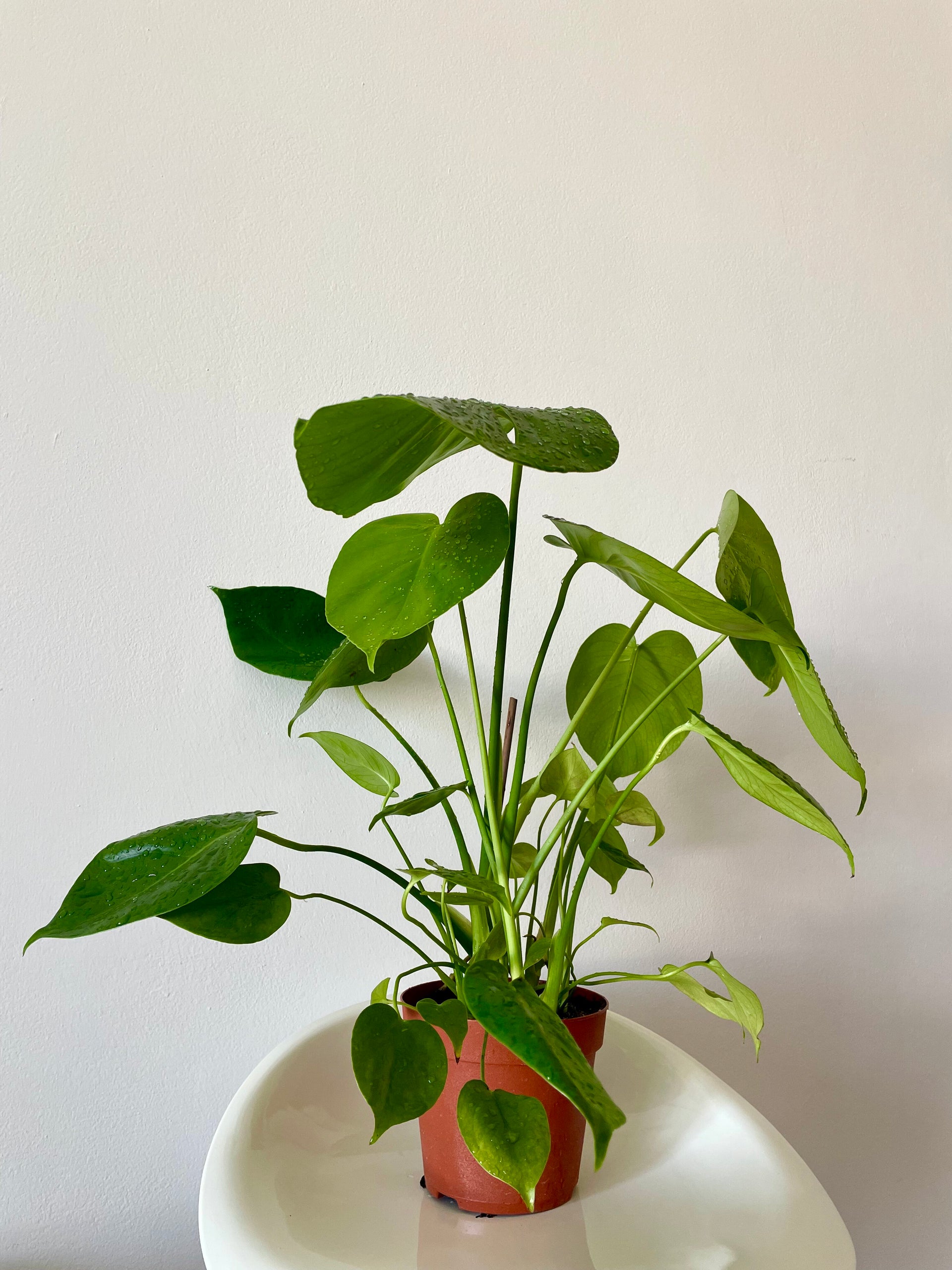 monstera deliciosa camgirl Monstera deliciosa – Jungle and Bloom