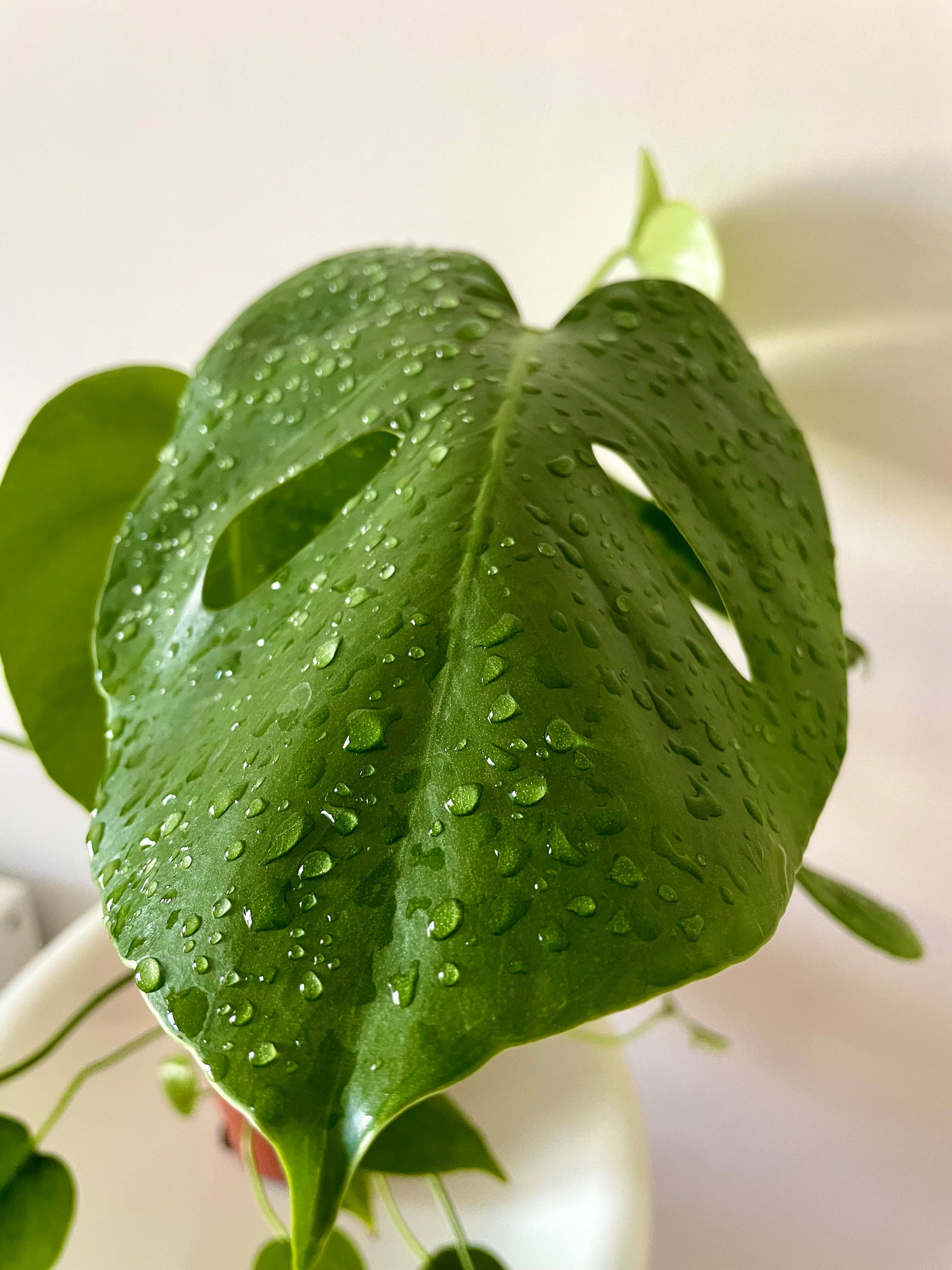 monstera deliciosa camgirl Monstera deliciosa – Jungle and Bloom