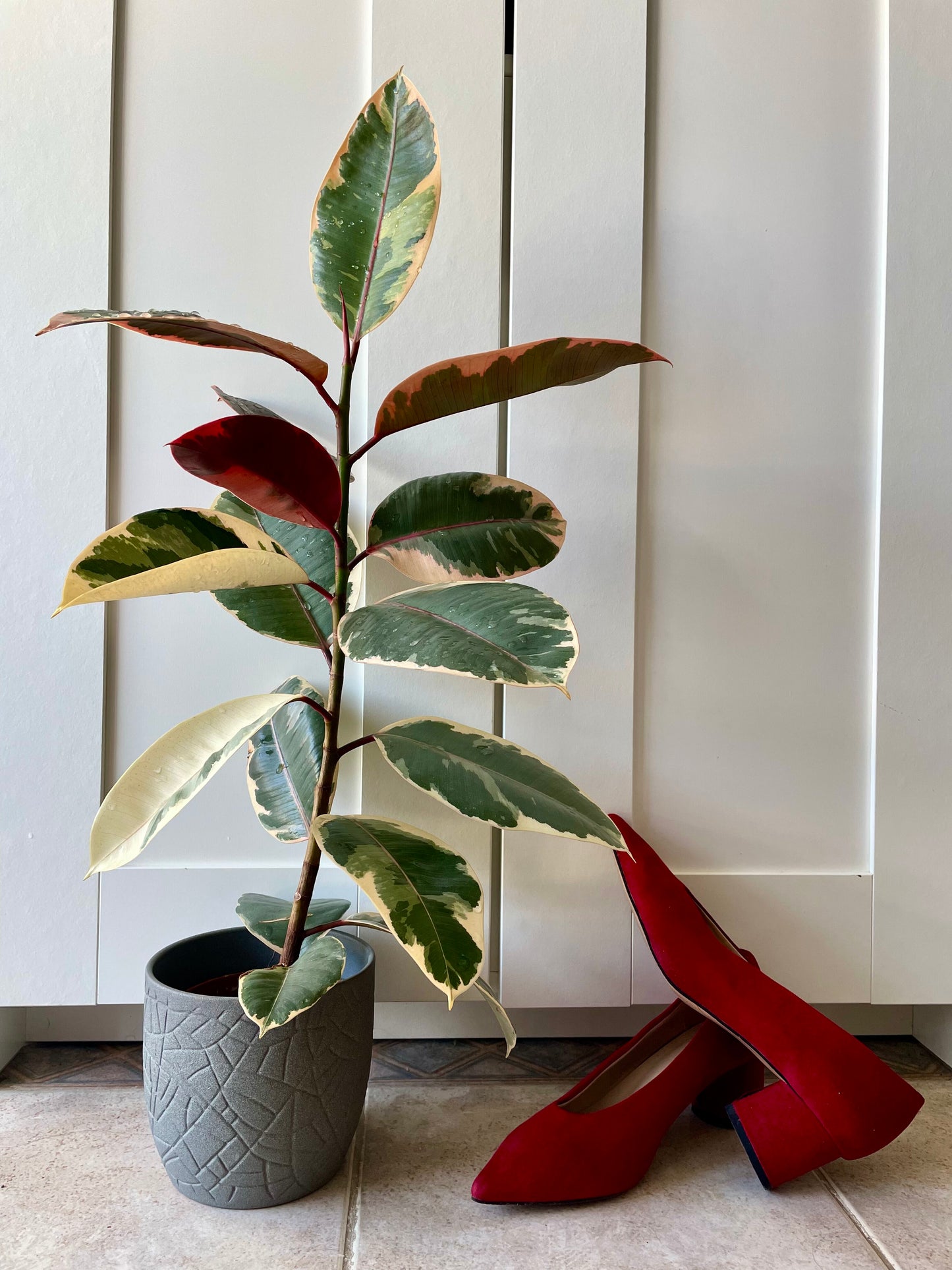Rubber Plant (Ficus elastica 'Ruby')