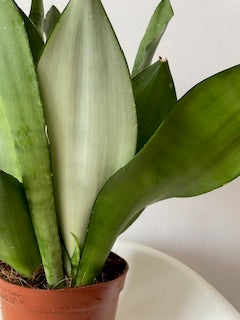 Snake plant (Sansevieria 'Moonshine')