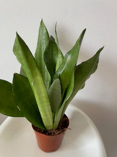 Snake plant (Sansevieria 'Moonshine')
